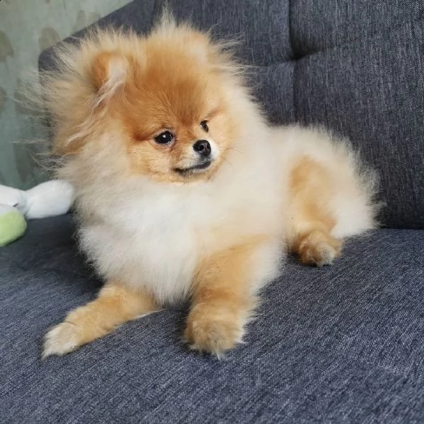 disponibili cuccioli di pomeranian di tre mesi e si cedono con gia le vaccinazioni, svermazioni e mi