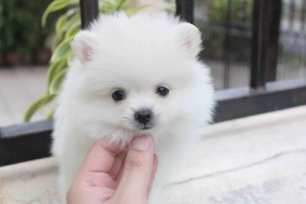 cucciolo volpino pomerania da privato