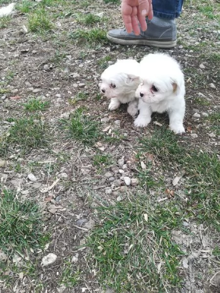 cuccioli di maltese toy