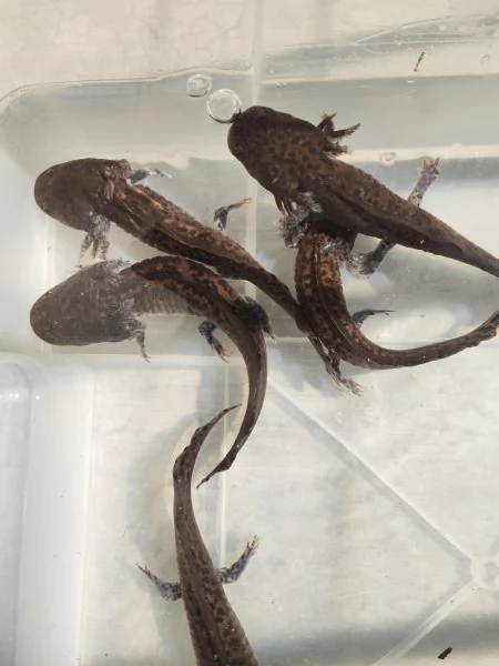 Ambystoma andersoni | Foto 5