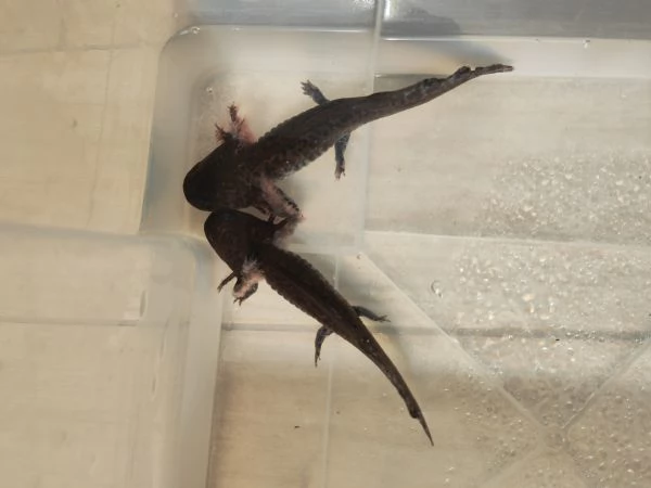 Ambystoma andersoni | Foto 3