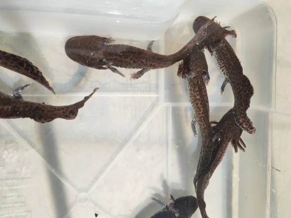 Ambystoma andersoni | Foto 1