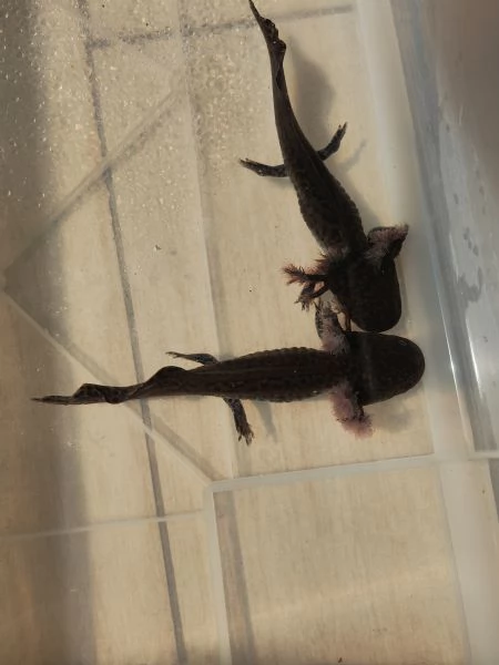 Ambystoma andersoni | Foto 0