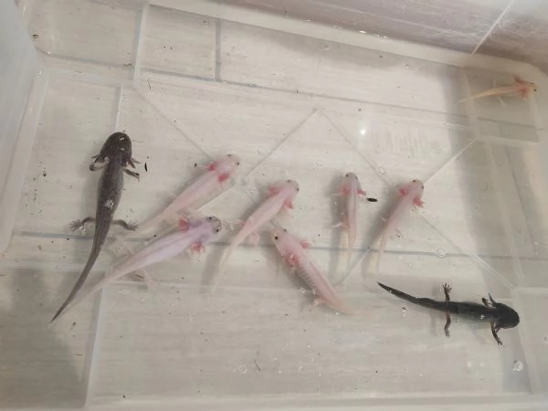 Axolotl ambystoma Mexicanum | Foto 0