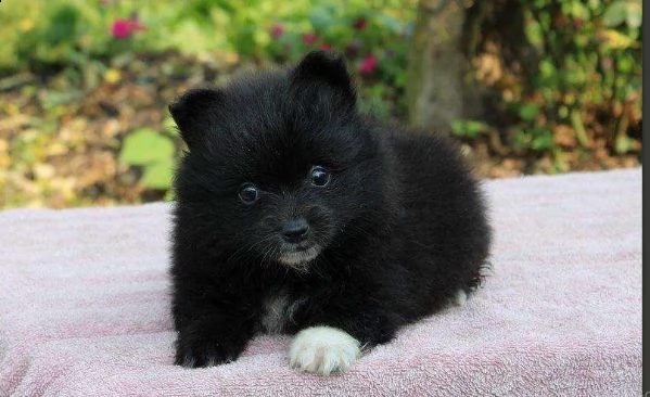 cucciolo volpino pomerania da privato>>>