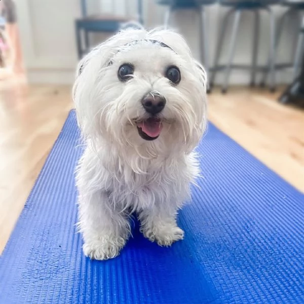 cucciolo maltese 