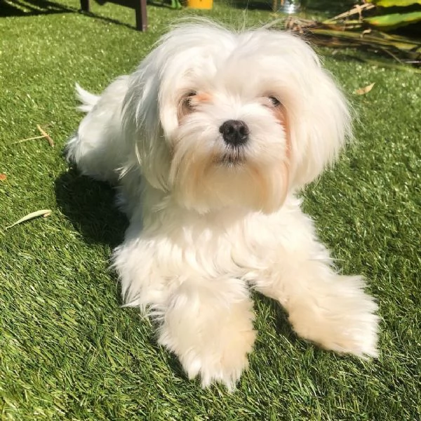 cucciolo maltese  | Foto 1