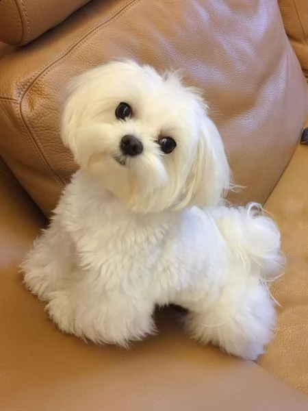 cuccioli di maltese mini, 