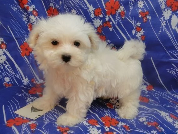 maltese mini toy