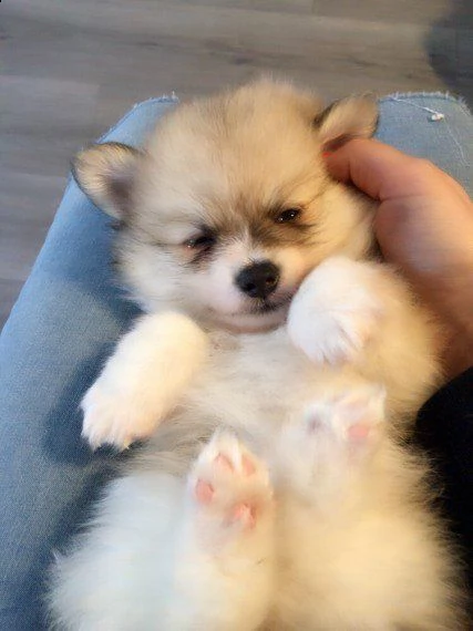   regalo  volpino pomerania cuccioli con pedigree   disponiamo cuccioli in foto di 90gg circa conseg