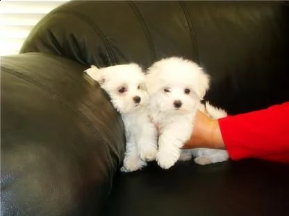  2 regalo cuccioli di razza maltese   maltese cuccioli bellissimi, pura razza, cresciuti nella campa