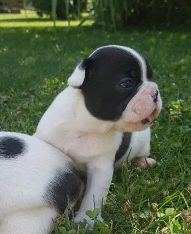 regalo bouledogue francese disponibili..