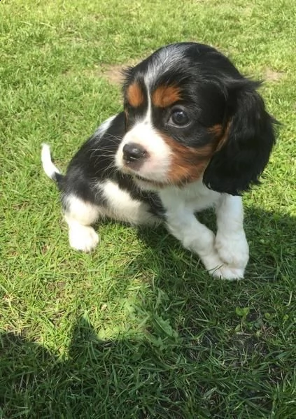 regalo cavalier king con pedigree