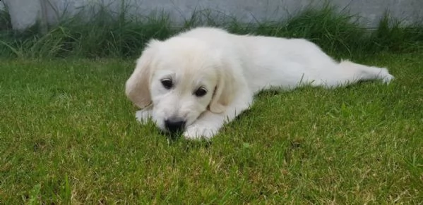 golden retriever di circa 3 mesi sia maschi che femmine | Foto 2