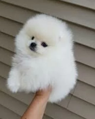  adorabile cucciolo di pomerania per ricevere una nuova famiglia 