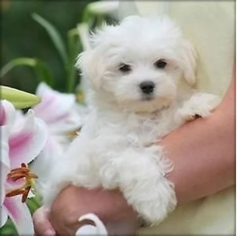 maltese toy cuccioli 