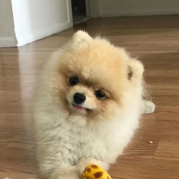 cucciolo pomeranian per adozione gratuita