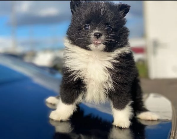 cucciolo volpino pomerania da privato | Foto 0