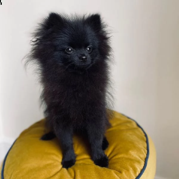 cucciolo pomeranian per adozione gratuita