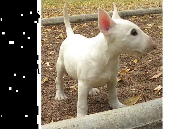 maschio e femmina cucciolo bulll terrier