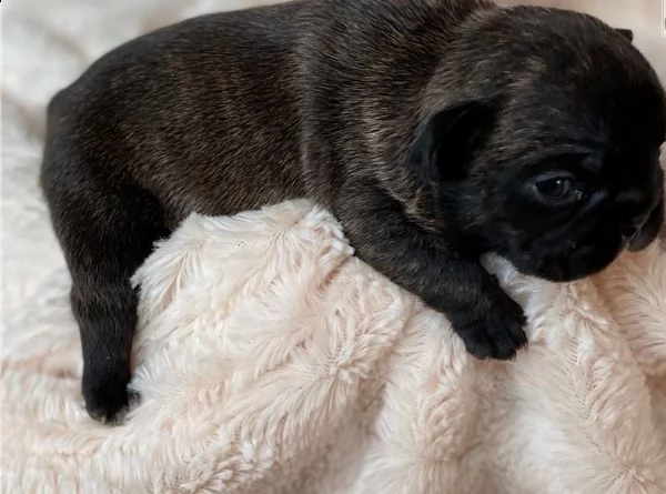 cucciolo di bulldog francese nero maschio