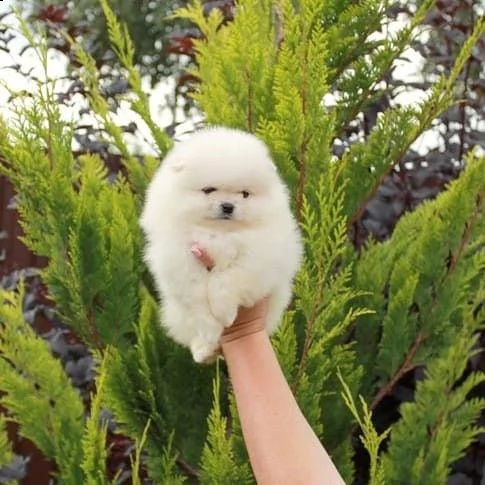 cuccioli di volpino di pomerania toy 