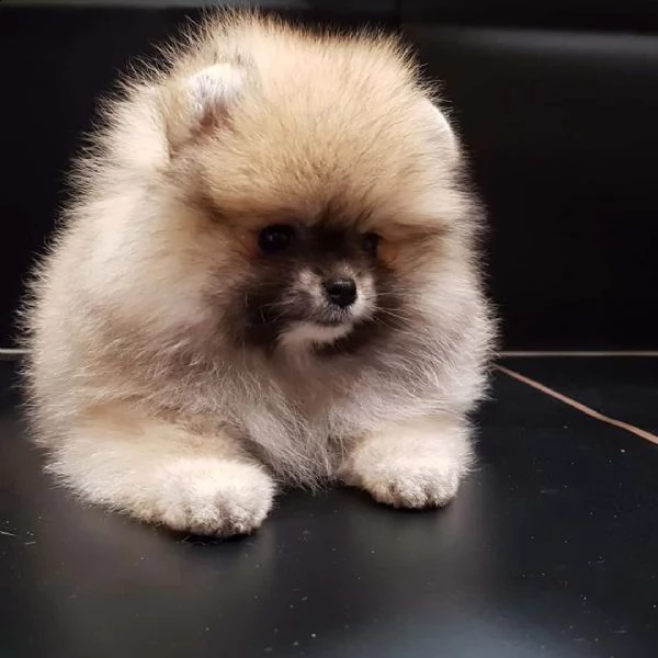 cucciolo volpino pomerania da privato♡♡♡