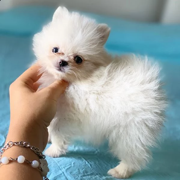 adorabile cucciolo di pomerania per ricevere una nuova famiglia