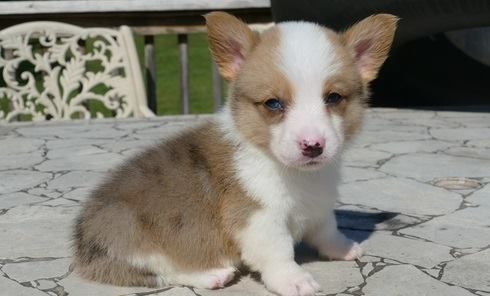 Regalo Welsh Corgi