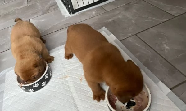 cuccioli dogue de bordeaux disponibili. | Foto 2