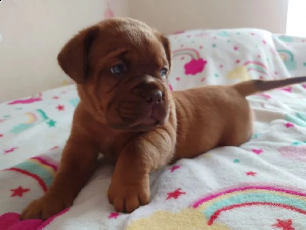 cuccioli dogue de bordeaux disponibili. | Foto 1