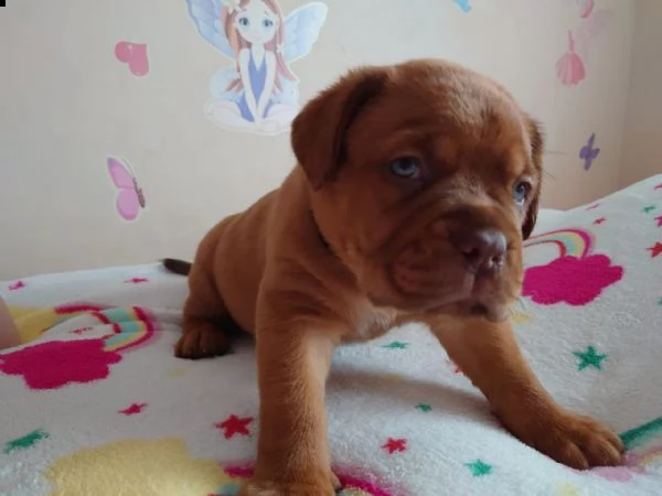 cuccioli dogue de bordeaux disponibili.