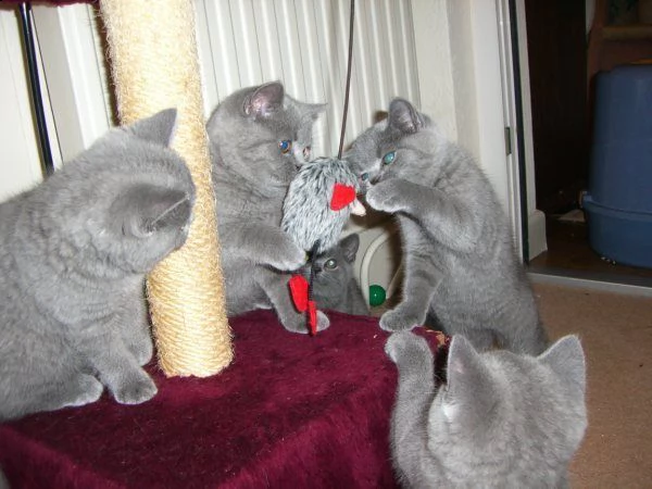 cuccioli di british shorthair