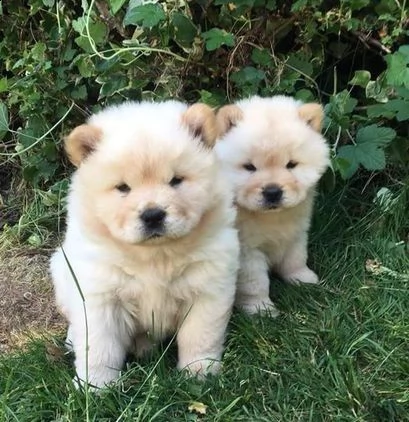 cuccioli di chow chow disponibili.