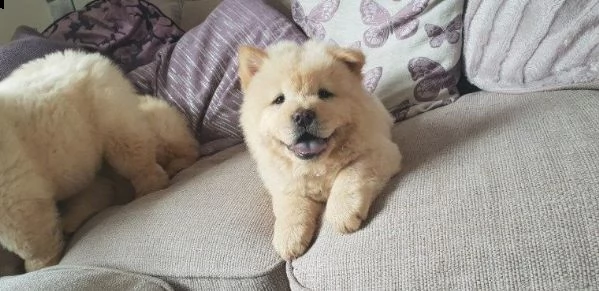 cuccioli di chow chow disponibili. | Foto 0