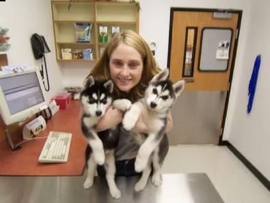 regalo cuccioli di husky siberiano  maschi e femmina.  