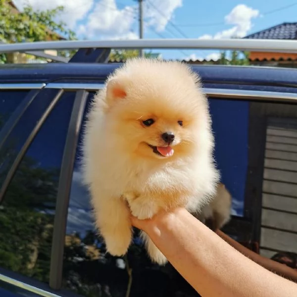 incredibile cucciolo pomernariano di 12 settimane