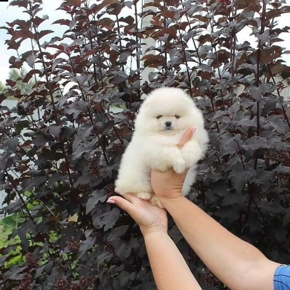  cuccioli volpino pomerania mini toy 