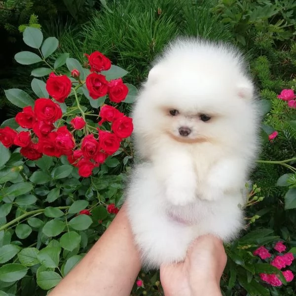 cucciolo pomeranian per adozione gratuita