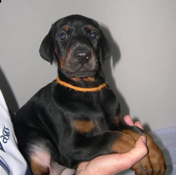  regalo dobermann  | Foto 0