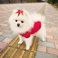 regalo cuccioli di volpino pomerania di 90 giorni nata e svezzata in ambiente familiare. viene munit