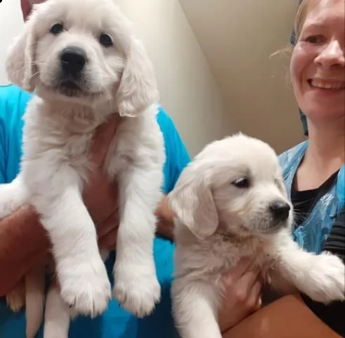 regalo golden retriever cuccioli per l'adozione