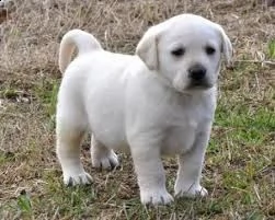 adorabili cuccioli di labrador femminucce e maschietti disponibili per l'adozione