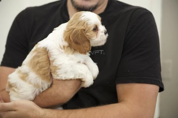 cavalier king cuccioli bicolore