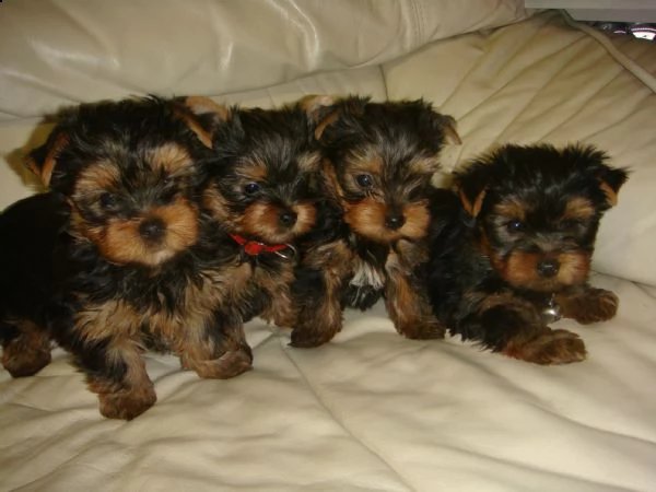 bellissimi cuccioli di yorkie mini toy