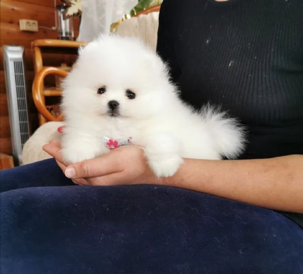 offerta di cucciolo pomeranian per motivi personali