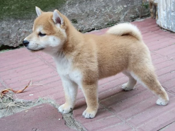  regalo shiba inu | Foto 0