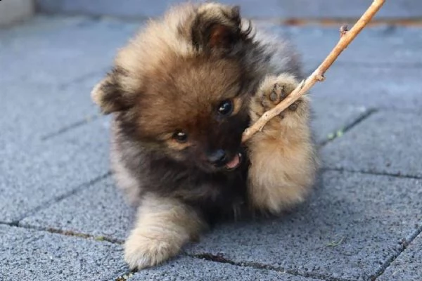 disponibili cuccioli di pomeranian di tre mesi e si cedono con gia le vaccinazioni, svermazioni e mi