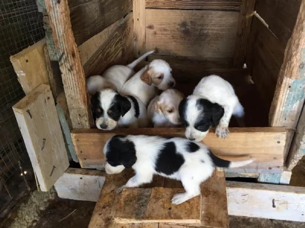 cucciolata di setter inglese tricolore 