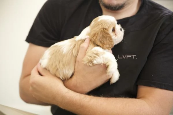 cavalier king cuccioli bicolore